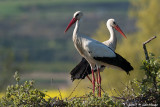 White stork / Ooievaar