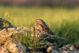 Little owl / Steenuil