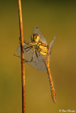 Steenrode Heidelibel / Sympetrum vulgatum