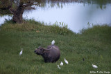 Waterbuffelo and Cattle egret.jpg