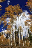 _MG_7433.JPG