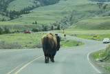 Even Wild Animals Know Traffic Regulations _MG_9755.JPG