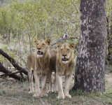 Sabi Sands, South Africa