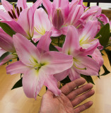 Hand sized Lilies pbase copy.jpg