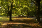  Autumn trees Clifton copy.jpg