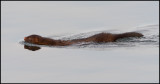 Mink (Neovison vison) Mörbylånga harbour