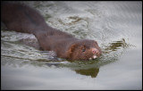 Mink (Neovison vison) Mörbylånga harbour