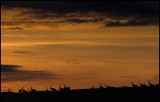 Cranes (tranor) before sunrise - Hornborgasjn Sweden