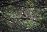 Male Capercaillie feeding on pine needles - Uppland