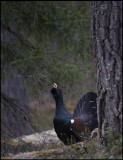 Capercaillie on lekking place - Uppland