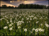 Dandelions (Maskrosor) Grimslöv