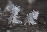 Frost formation Hammarstrand Jämtland