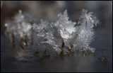 Frost formation Hammarstrand Jämtland