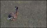Running Brown Hare (Flthare) - sterlen Scania