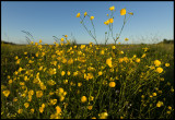 Buttercups (Smörblommor) Alvlösa