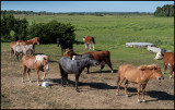Horses in Bjärby near Kastlösa