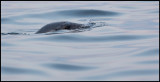 Grey Seal diving (Gråsäl) - Ottenby