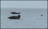 Grey Seals (gråsälar) 