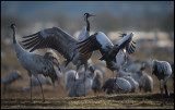 Cranes near the visitor centre