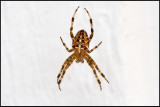 A Garden Spider (Korsspindel) hunting outside my sleeping room - Öland