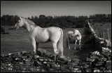 Horses at Gettlinge - Öland