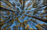 Autumn Birches near Nybro