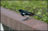 Magpie Robin