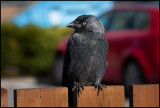 Kaja (Jackdaw) McDonalds Nybro