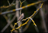Grå Flugsnappare (Spotted Flycatcher) - Triberga
