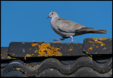 Collorared Dove (Turkduva) on my garage roof