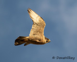 Peregrine Falcon