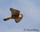 Peregrine Falcon