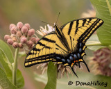 Two-tailed Swallowtail