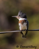 kingfisher_gallery