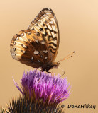 Great Spangled Fritillary, Speyeria cybele