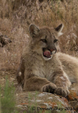 NW Colorado Bobcats and Mountain Lions