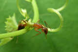 Ant caught up by tendril vine