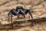 Parabathippus petrae