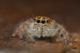 Hyllus spider
