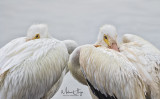 White Pelicans 2.25.18.jpg