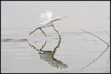 Snowy Egret Surface Feeding