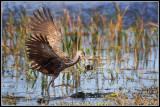 Limpkin (Aramus guarauna) 