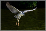 Black-crowned Night Heron