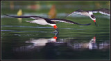 Black Skimmers