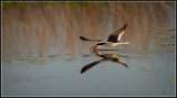 Black Skimmer