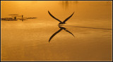 Black Skimmer at Sunrise