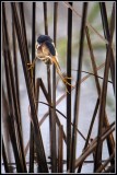 Least Bittern