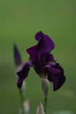 001_Iris