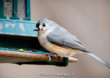 Titmouse on feeder