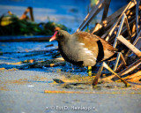 Gallinule